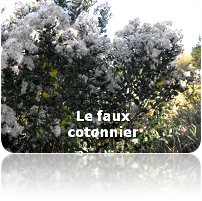 Baccharis_halimifolia