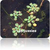 Ludwigia