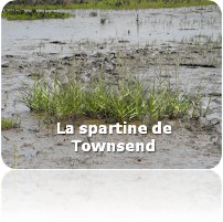 spartina_townsendii
