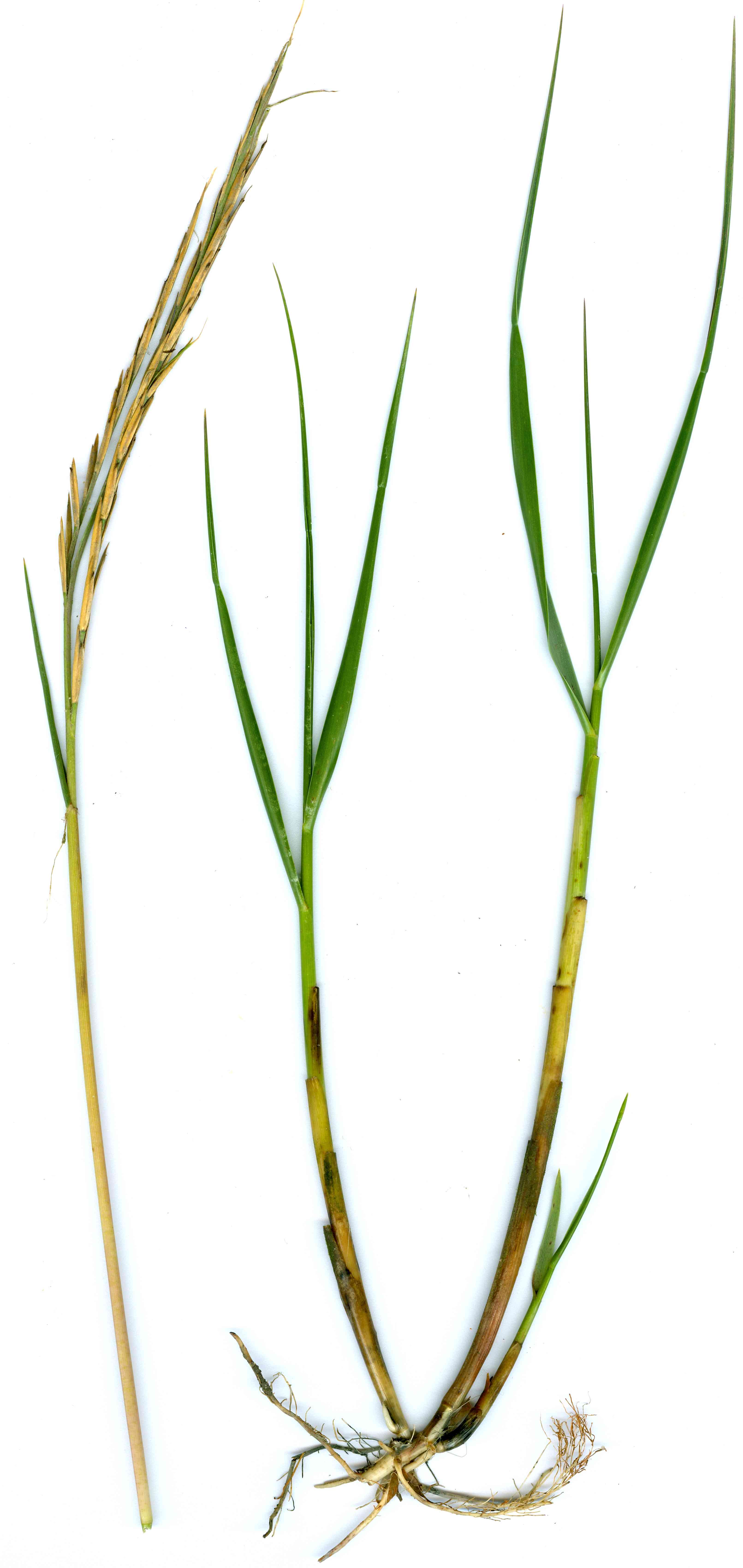 Plante